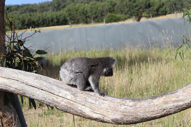 Melbourne Combo: Great Ocean Road Day Trip and Phillip Island Day Trip From Melbourne - Booking and Pricing Information