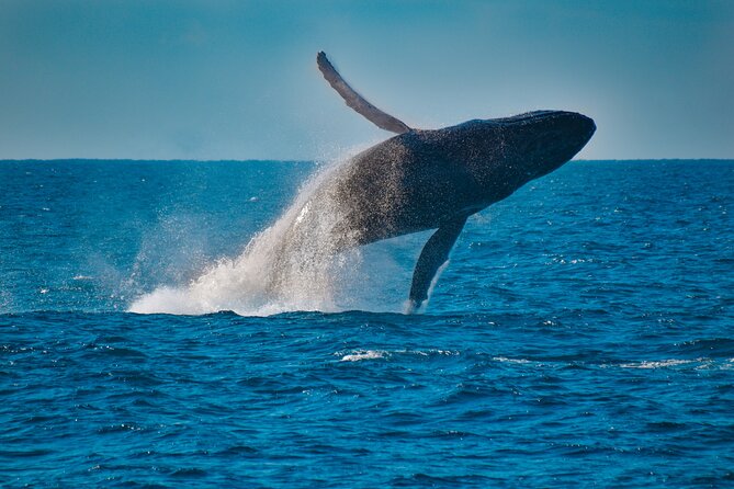 Mooloolaba Whale Watching Cruise - Booking and Cancellation Policies