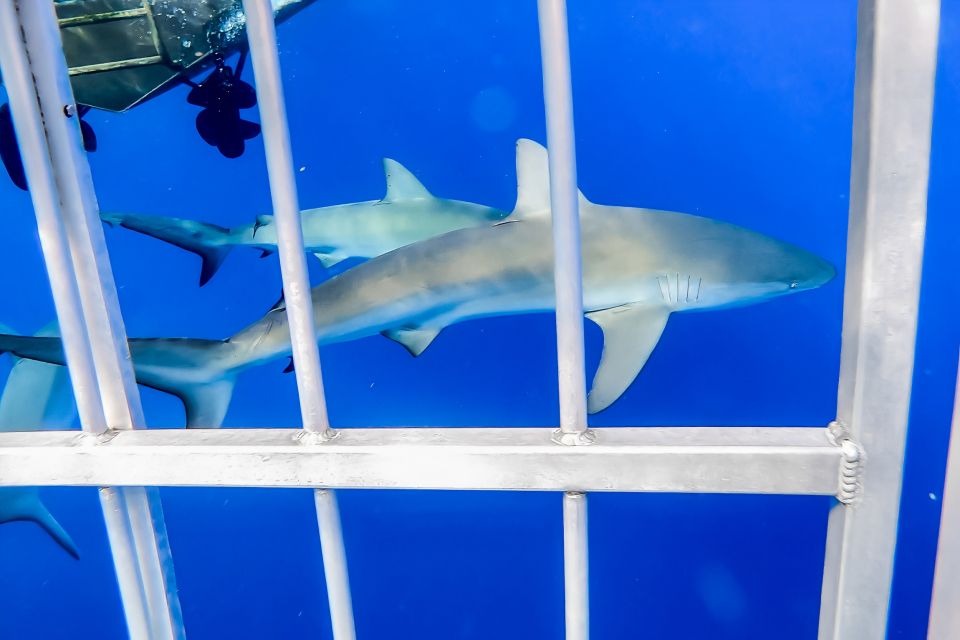 Oahu: Shark Cage Dive on the North Shore - Common questions