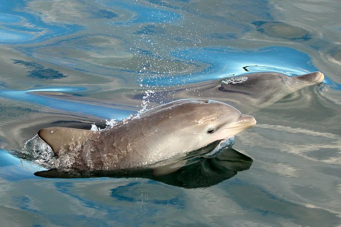 Port Stephens 3 Hour Whale and Dolphin Watch Cruise - Meeting Point and Departure