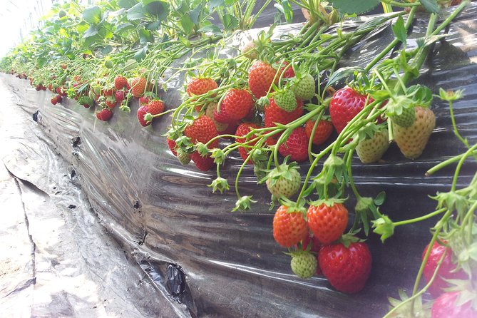 [Private Tour] Organic Strawberry Farm & Nami Island & Petite France - Booking and Scheduling Details