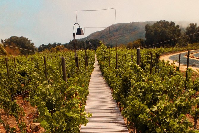 Private Wine Tour at Valle De Guadalupe (A Wine Tasting Included). - Pricing and Assistance