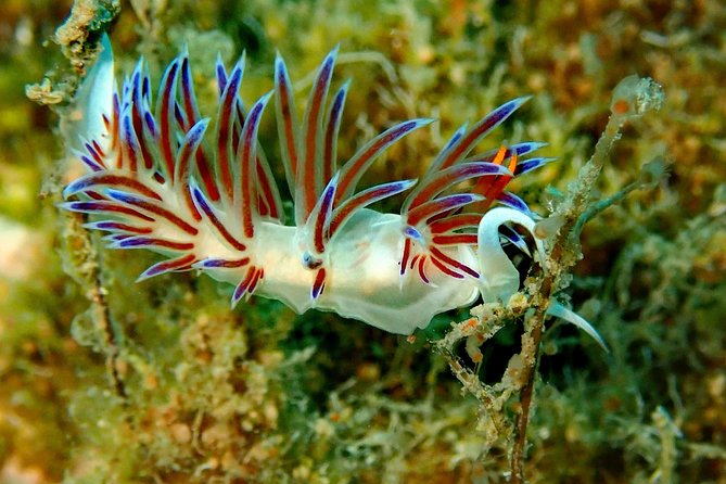 Scuba Diving in Naxos, Greece - Viator Platform Overview