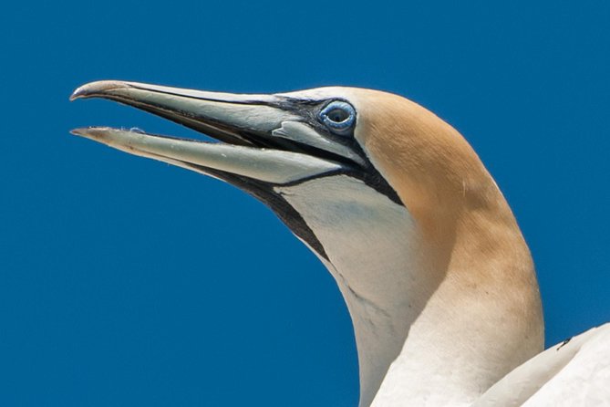 Seal and Dolphin Watching Eco Boat Cruise Mornington Peninsula - Planning Your Day Trip