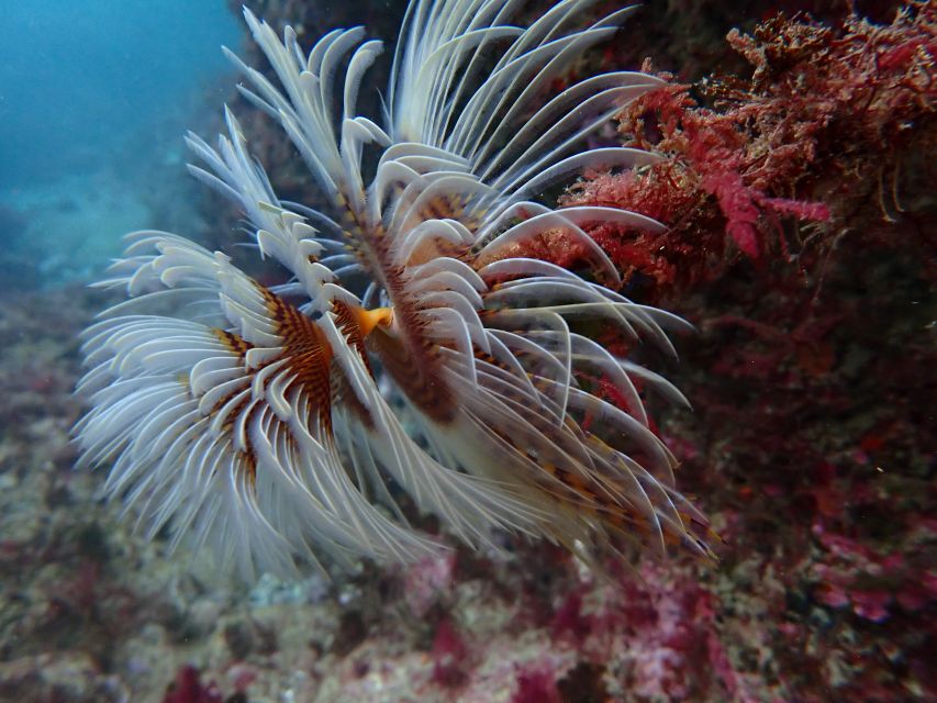 Sesimbra: Arrábida Marine Reserve Scuba Diving Experience - Final Words