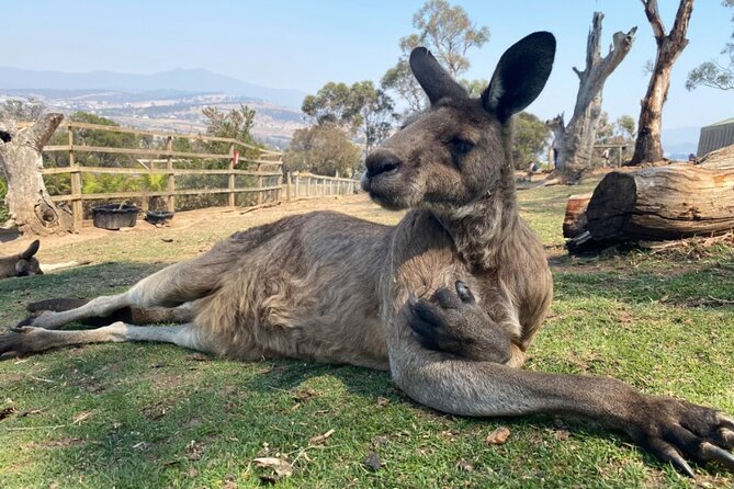 Shore Excursion: Hobart Highlights Day Tour - What to Expect From the Tour