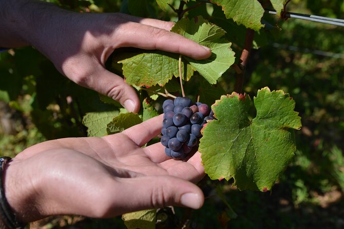 Small-Group Burgundy Tour With Wine Tastings From Dijon - Final Words