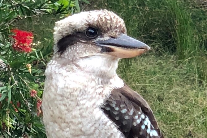 Small-Group Half-Day Birdwatching Tour in Sydney - Preparing for the Great Outdoors