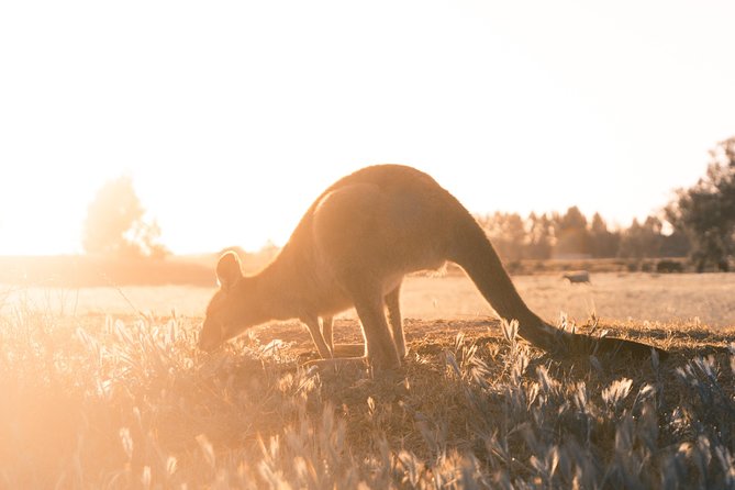 Small Group - Phillip Island Hike & Penguin Parade Day Tour From Melbourne - Booking and Cancellation Policies