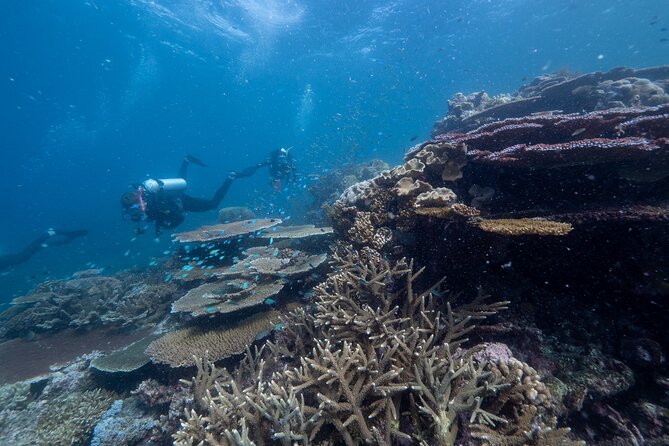 Snorkel & Dive the Reef: Sustainable, Scientific & Cultural Tour - Planning Your Dream Tour