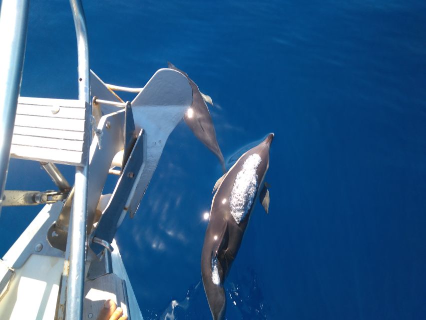 Tenerife: Teide National Park and Dolphins Sailboat Tour - Common questions