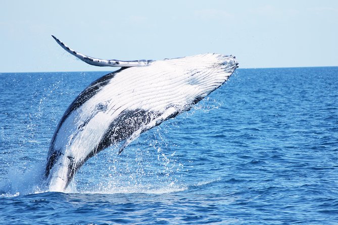 Three-Quarter Day Hervey Bay Premium Whale Watching Cruise - Booking and Departure Details