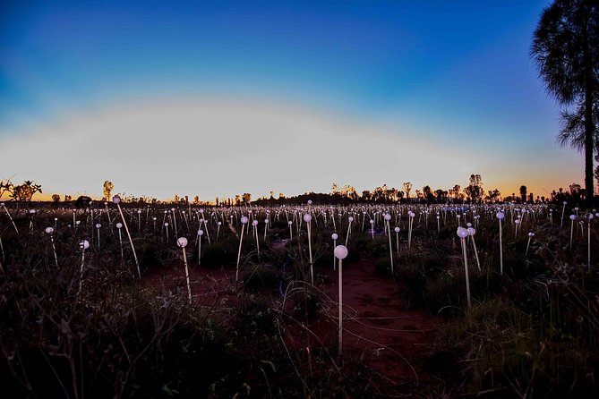 Uluru (Ayers Rock) Field of Light Sunrise Tour - Making the Most of Your Tour