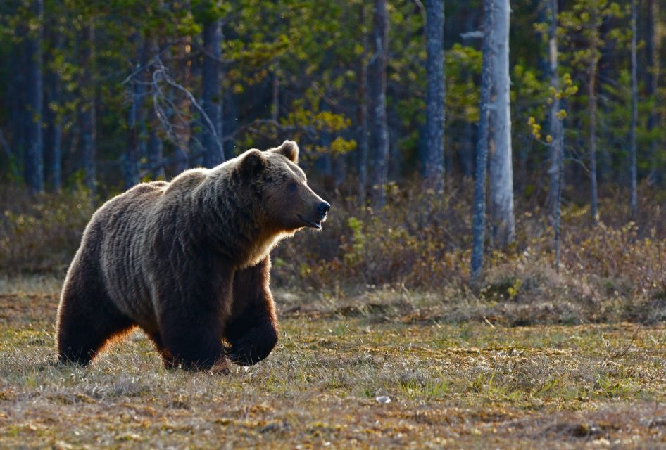 Banff: Highlights and Wildlife Group Tour - Final Words