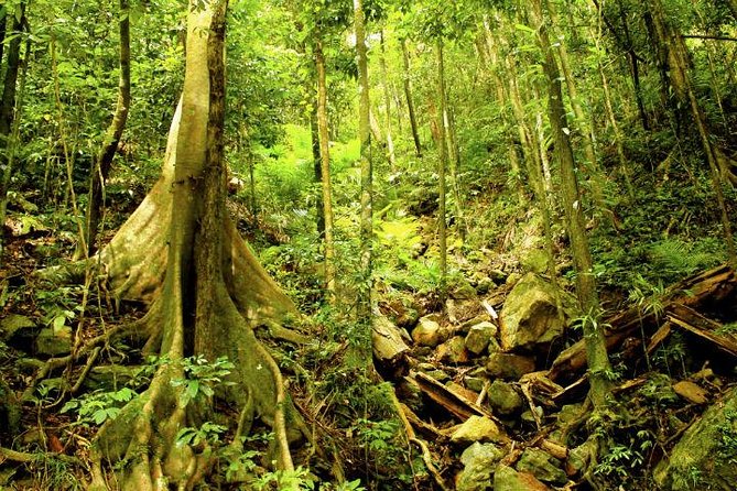 Barron Gorge and Kuranda National Park Half Day Rainforest and Waterfall 4WD Tour From Cairns - Booking and Cancellation Policy