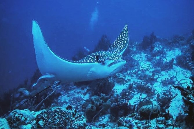 Costa Maya Two-Tank Dive For Certified Divers - Final Words