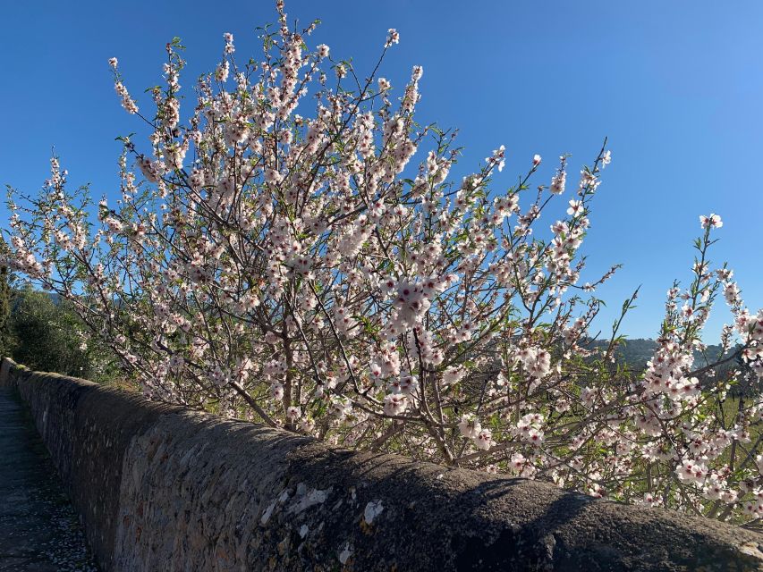 Embrace the Enchantment of Mallorcas Almond Blossom Season - Final Words