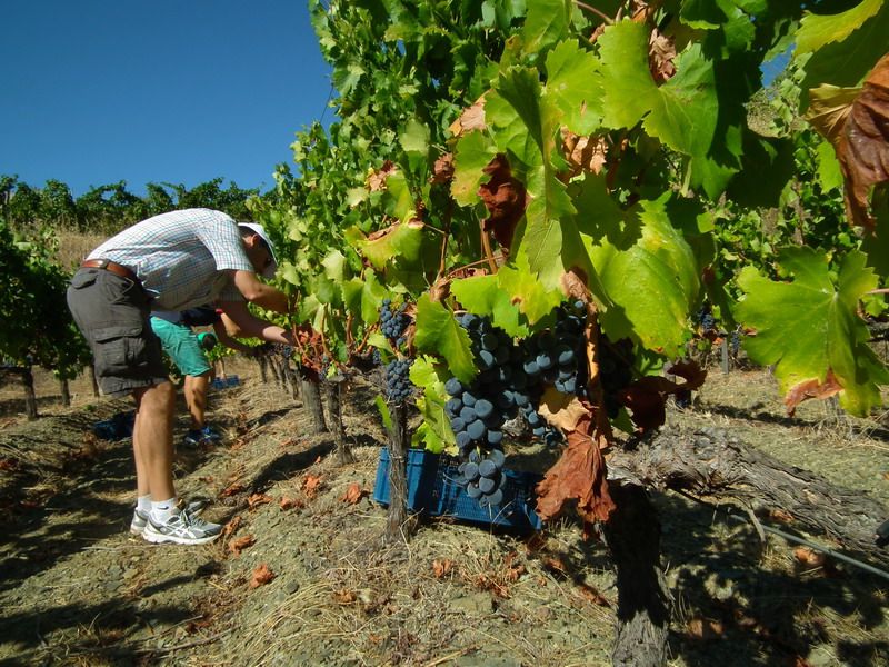 Falset: Guided Wine Tour to the Priorat by a Local - Common questions