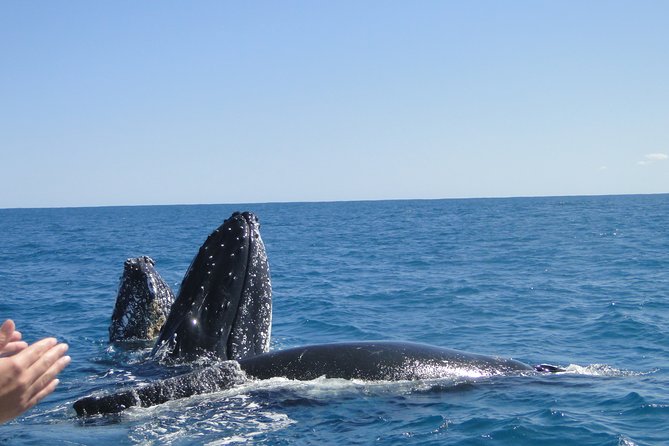 Kalbarri Whale Watching Tour Guided - Insider Tips and Reminders