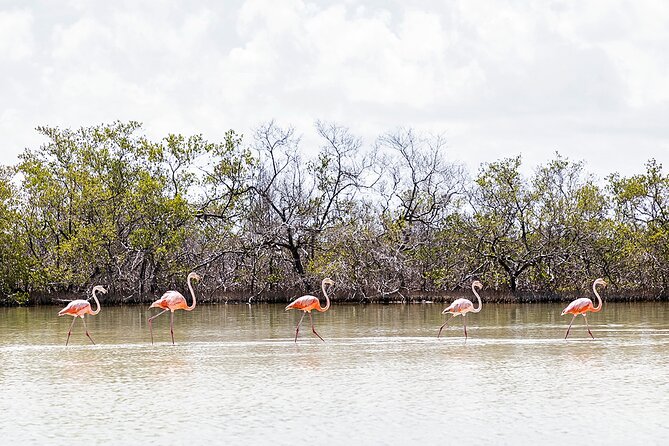 Kayaking Tour Through the Mangroves in Isla Holbox - Safety and Precautions