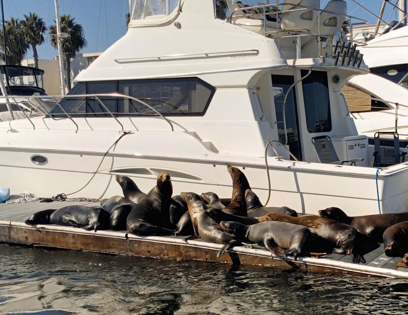 Los Angeles: Duffy Boat Cruise With Wine, Cheese & Sea Lions - Final Words