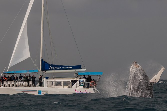 Port Stephens 3 Hour Whale and Dolphin Watch Cruise - Whats Included in the Tour