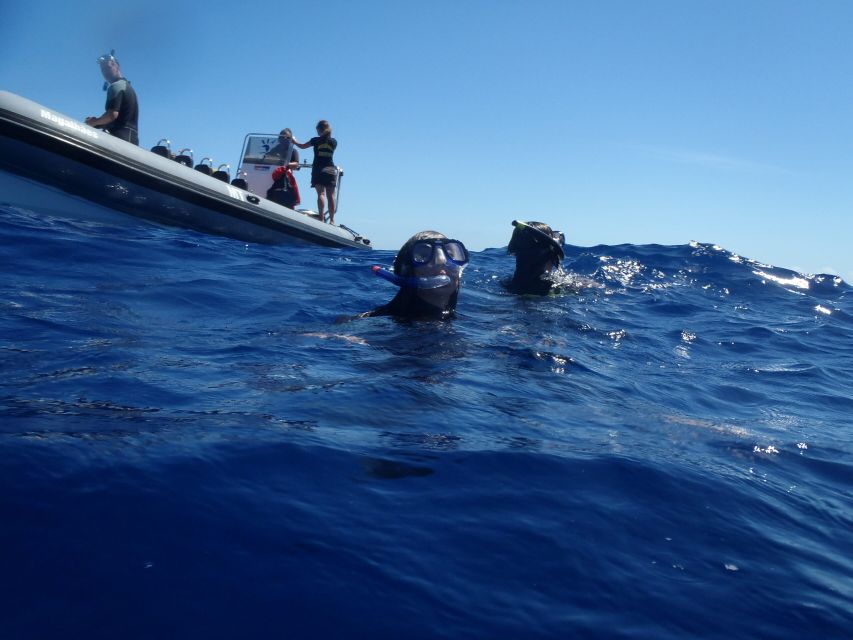 São Miguel: Wild Swimming With Dolphins - Final Words