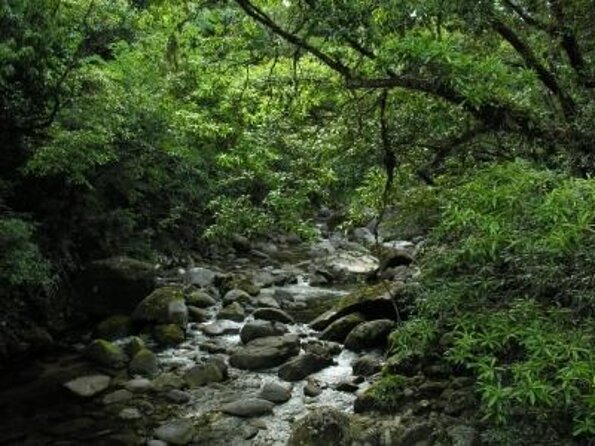 Affordable Return Mossman Gorge From Port Douglas Transfers - Key Points