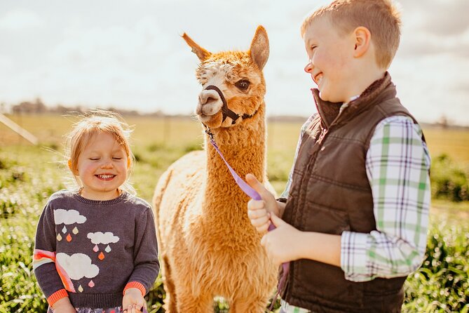 Alpaca Meet and Greet Experience in Tomingley - Key Points