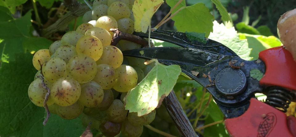 Bois-Huaut Castle: Cellar Tour and Wine Tasting Class - Exploring Bois-Huaut Castle