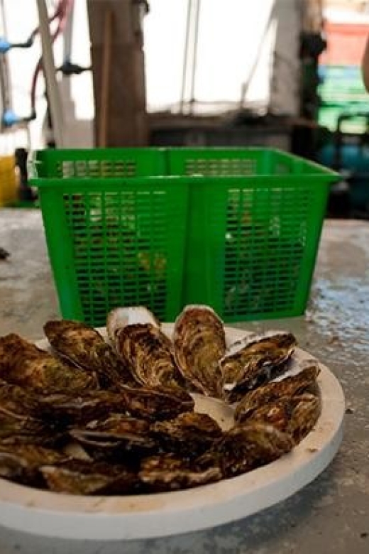 BOUZIGUES: GUIDED TOUR AND TASTING AT AN OYSTER FARM - Key Points