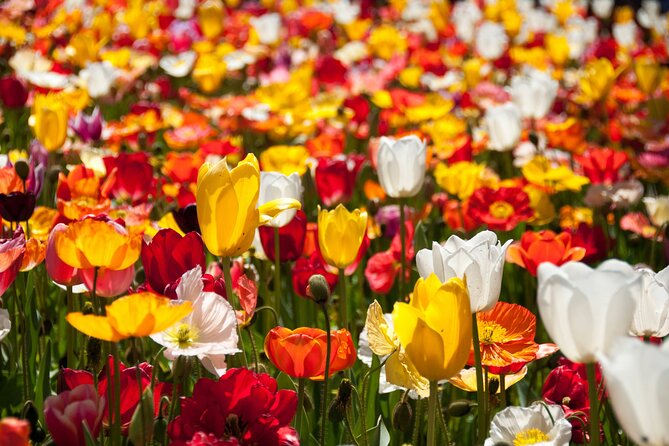 Canberra Floriade Tour - Key Points