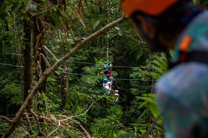 Cape Tribulation & Ziplining: Ultimate Daintree - Key Points