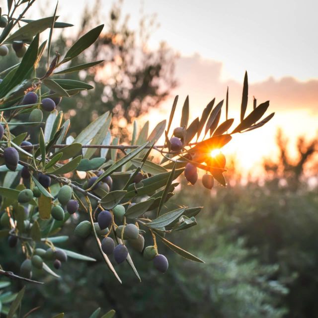 Chania: Full Moon Olive Harvest - Key Points