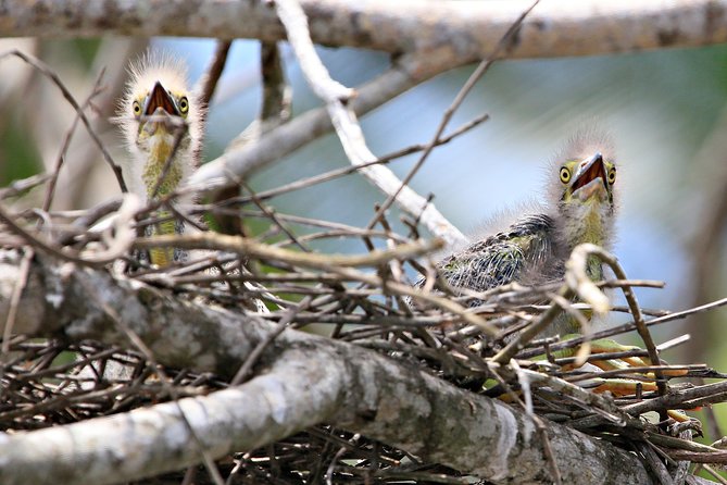 Daintree River Wildlife Cruise - Early Morning - Key Points