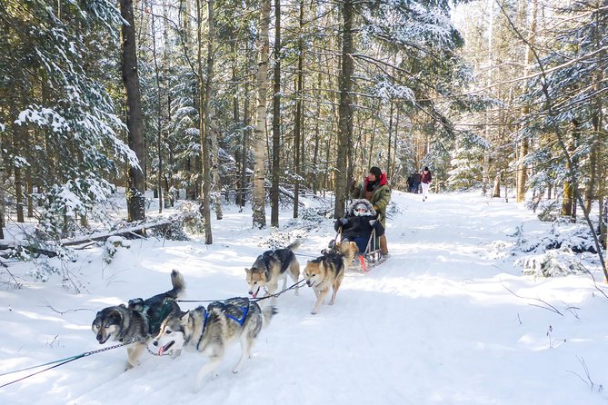 Dog Sledding 1/2 Day Tour From Toronto