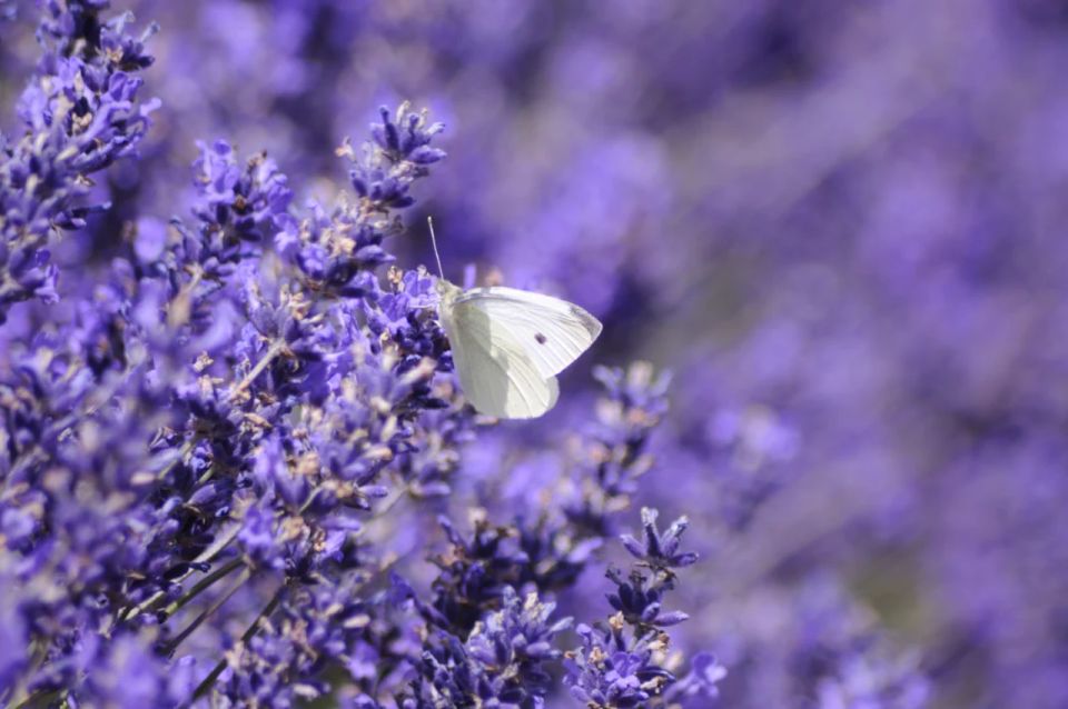 From London: Cotswolds, Country Pub Lunch & Lavender Fields - Key Points