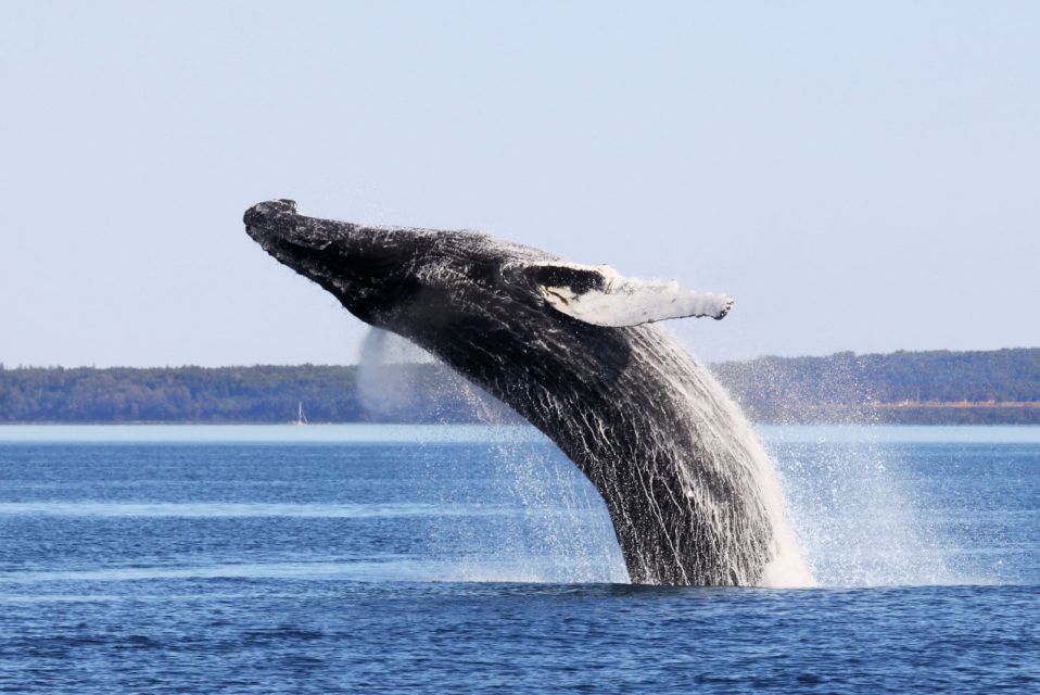 From Quebec City: Whale Watching Excursion Full-Day Trip - Key Points