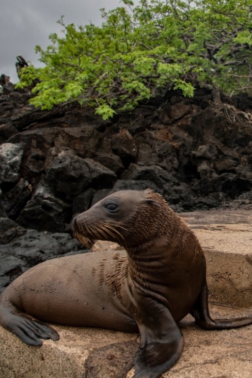 Full Day Leon Dormido and Lobos Island Tour - Key Points