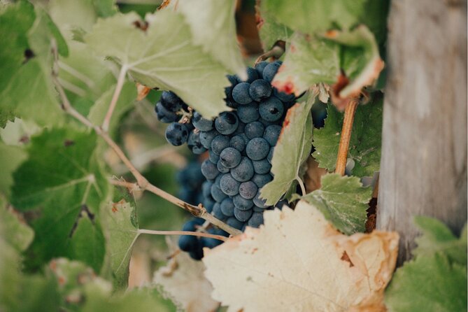 Horse Riding in the Vineyards of Ramatuelle Wine Tasting - Key Points