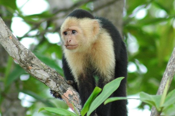 Jaco Monkey Jungle Tour With Costa Rican Lunch - Traveler Reviews and Ratings
