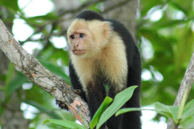 Jaco Monkey Jungle Tour With Costa Rican Lunch