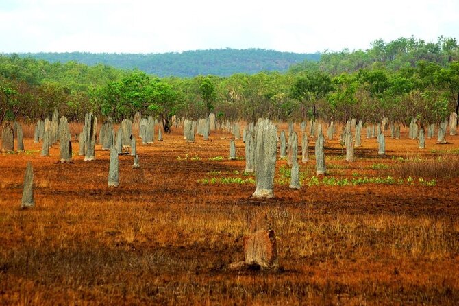 Litchfield National Park & Fogg Dam or Crocodile Cruise - Day Trip From Darwin - Key Points