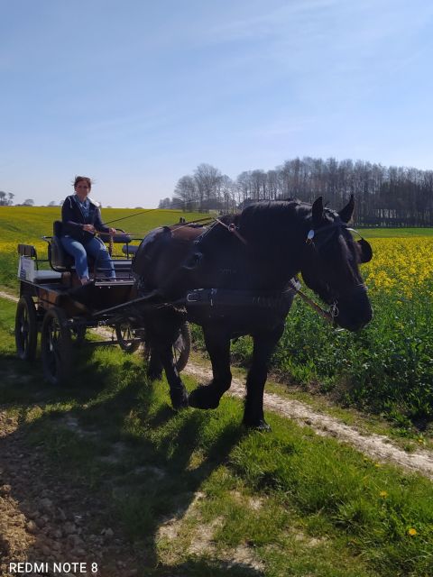 MENTHEVILLE : Horse-Drawn Carriage Ride in the Countryside - Key Points