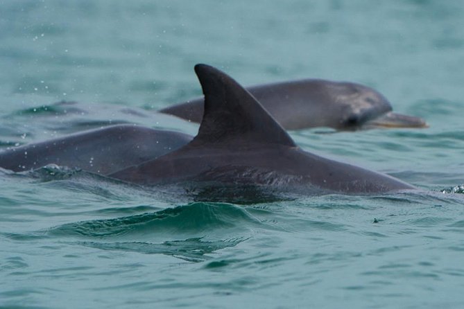 Noosa Oceanrider Scenic Dolphin Safari - Key Points