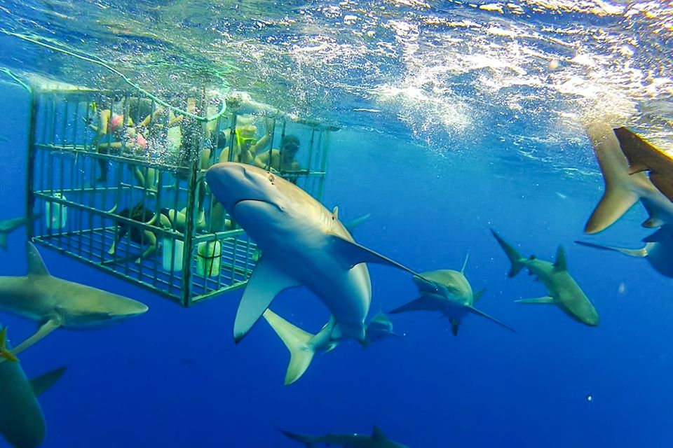 Oahu: Shark Cage Dive on the North Shore - Activity Overview