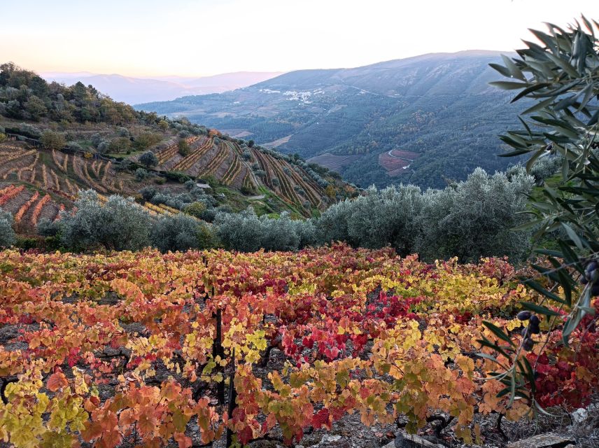 Private Douro Wine Tour - Key Points
