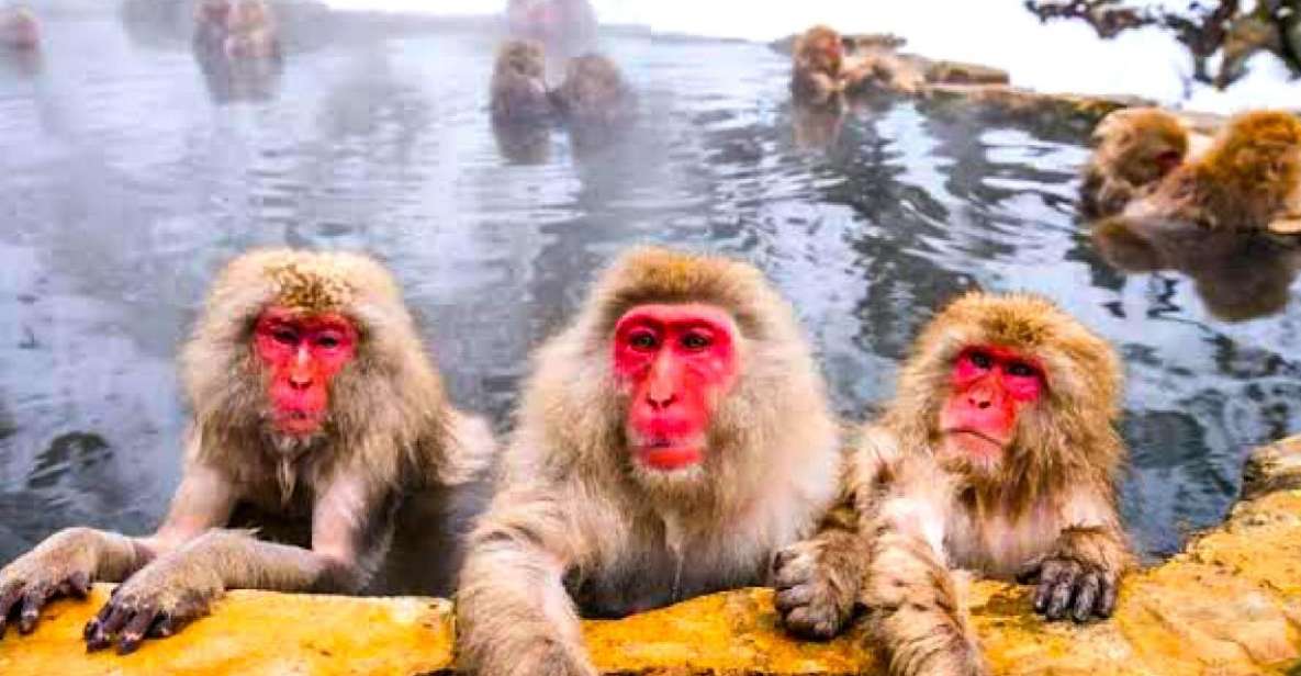 Private Snow Monkeys Zenkoji Temple Sightseeing Day Trip - Activity Details