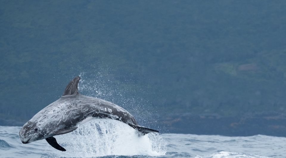 São Miguel: Wild Swimming With Dolphins - Key Points