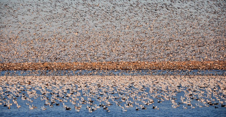 Saskatoon, Canada: 8-Hour Tour to View Whooping Cranes - Key Points